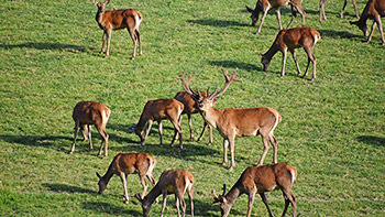 Unser Rothirschgehege