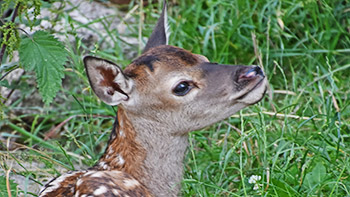 Nachwuchs im Wildgehege