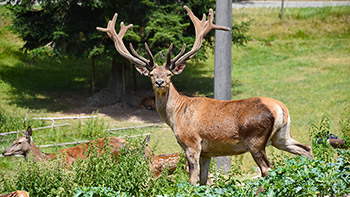 Wer kommt uns denn da besuchen?