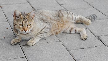 Auch ein Kätzchen darf nicht fehlen
