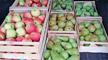 Apfelernte aus dem Sesterhof