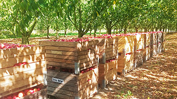 Apfelernte aus dem Sesterhof