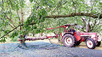 Kirschernte aus dem Sesterhof