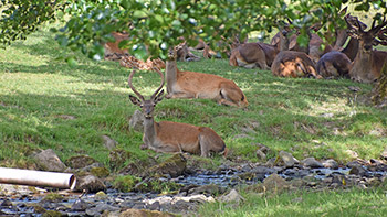 Unser Rothirschgehege