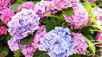 Blütenträume auf unserem Hof