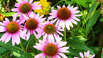 Blütenträume auf unserem Hof