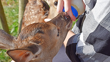 Nachwuchs im Wildgehege