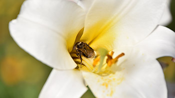 Blütenträume auf unserem Hof